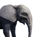 Elephant Calf icon