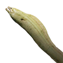 Moray Eel icon