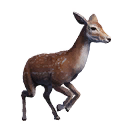 Taxidermied Deer icon