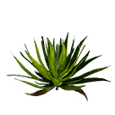 Aloe Leaves icon