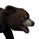 Bear Cub icon