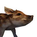 Boar Shoat icon