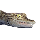 Crocodile Hatchling icon