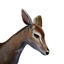 Fawn icon