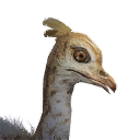 Ostrich Chick icon