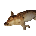 Boar Carcass icon