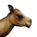 Camel Calf icon
