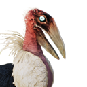 Siptah Pelican Chick icon