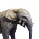 Antediluvian Elephant Calf icon