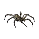 Spiderling icon