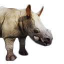 Siptah Rhinocerous Calf icon
