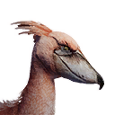 Shoebill icon