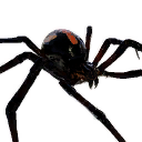 Spider icon
