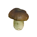 Puffball Mushroom icon